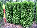 Thuja occidentalis 'Brabant' Heckenelement